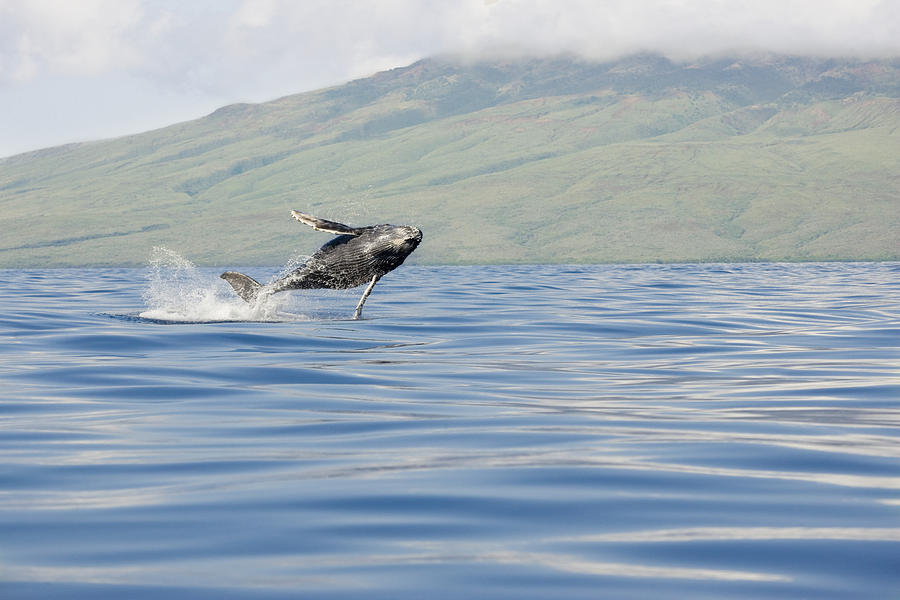 Humpback Leaping Out Photograph by M Swiet Productions