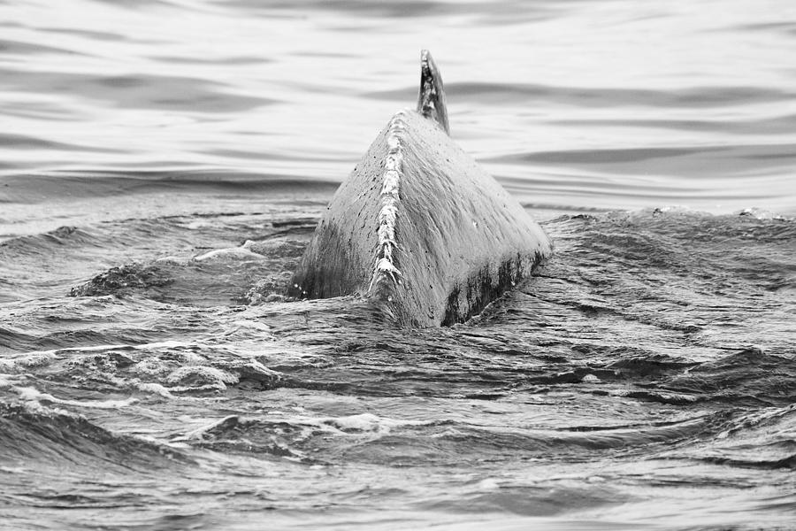 Fish Photograph - Humpback by Pete Federico Fish Photograph - Humpback by Pete Federico