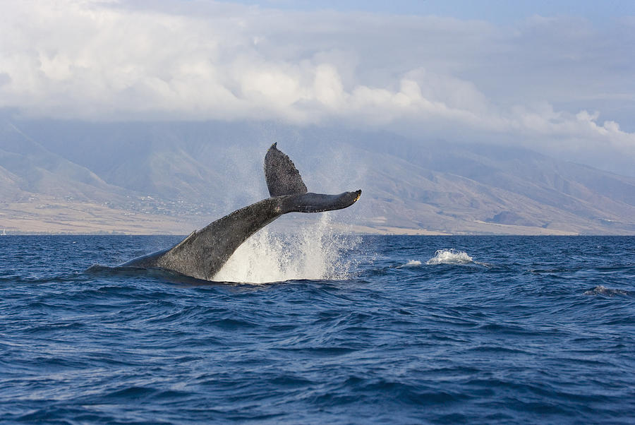 Humpback Tail Maui Photograph by M Swiet Productions - Pixels