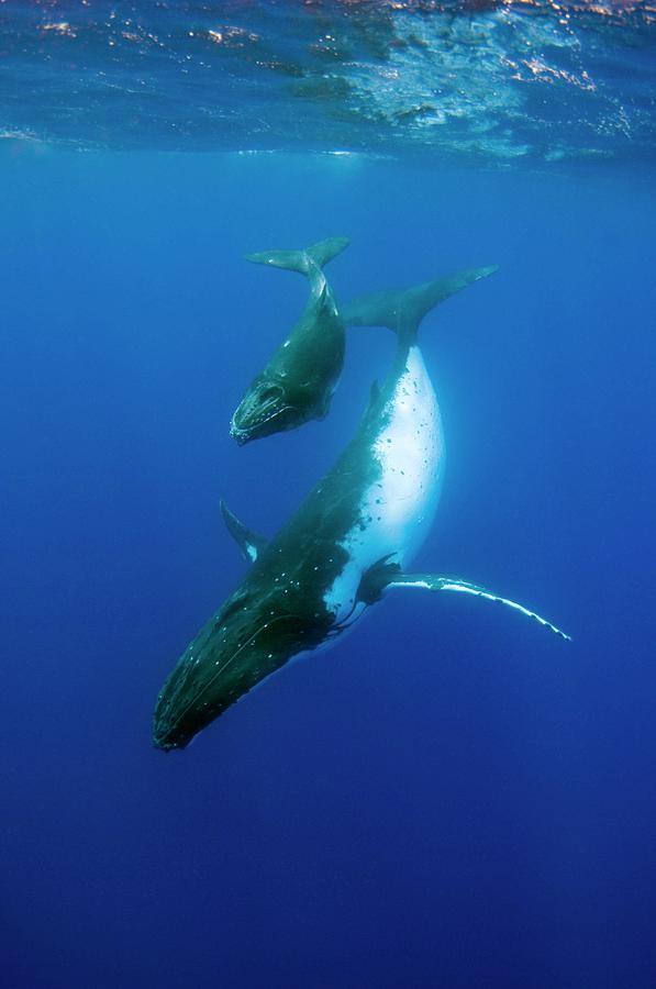 Humpback Whale And Calf Photograph by Jason Isley/scubazoo/science ...