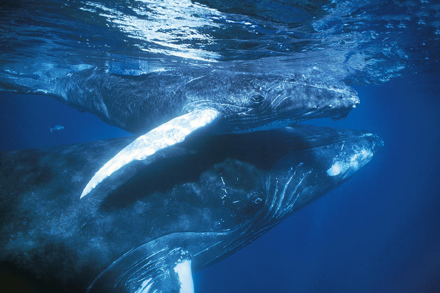 Humpback Whale And Calf Silver Bank Photograph by Hiroya Minakuchi