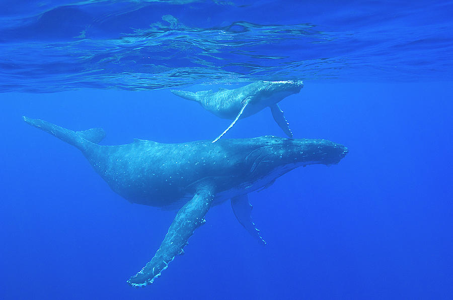 Humpback Whale And Calf, Vavau, Tonga by Jens Kuhfs