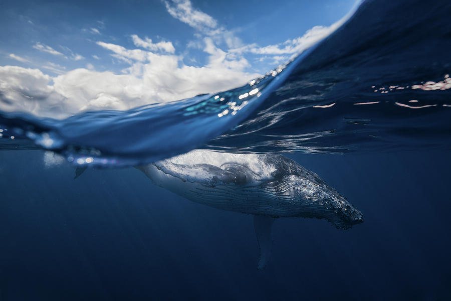 Humpback Whale And The Sky Photograph by Barathieu Gabriel