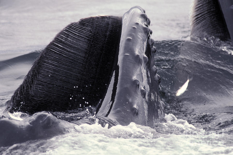 Humpback Whale Baleen Photograph by Ron Sanford