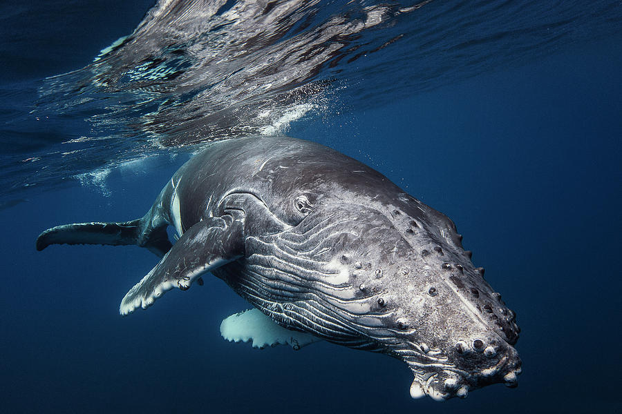 Underwater Photograph - Humpback Whale by Barathieu Gabriel