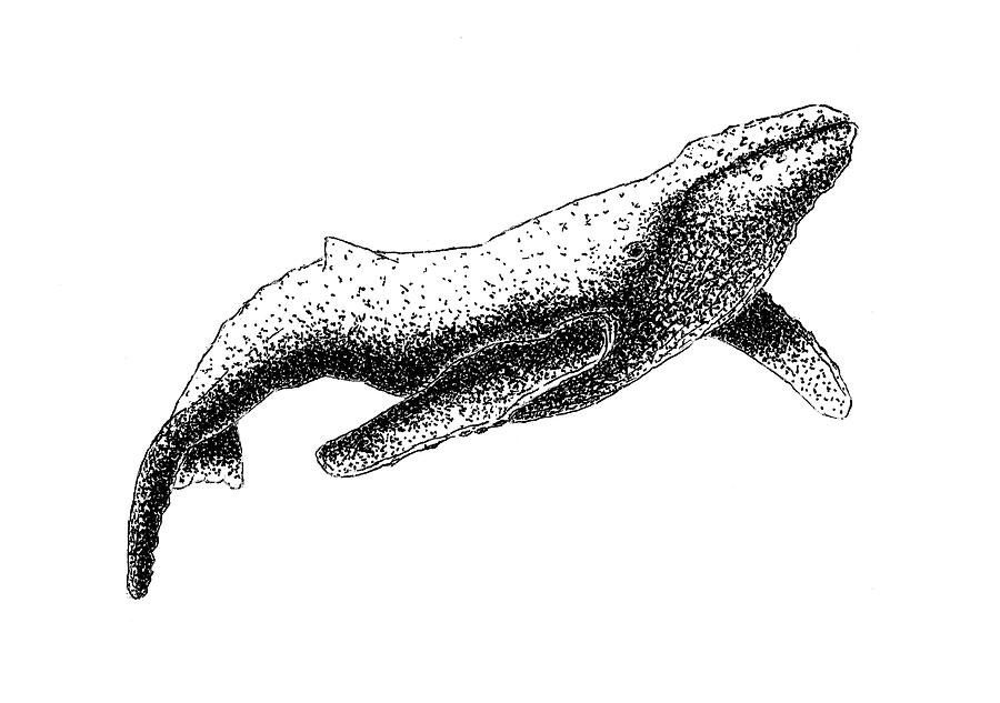 Humpback Whale - Black And White Drawing