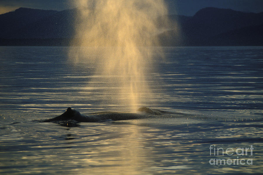 Humpback Whale Blowing Photograph by Ron Sanford