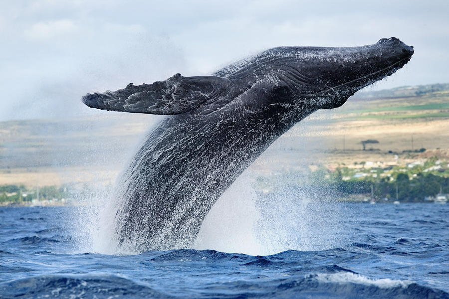 Humpback Whale Breach Photograph By M Swiet Productions