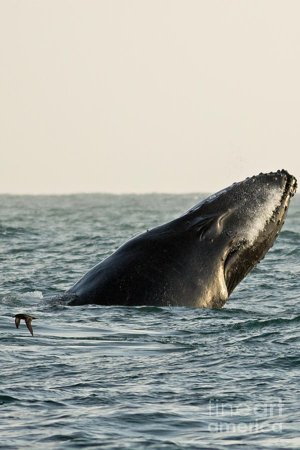 Humpback Whale Breach Photograph by Natural Focal Point Photography