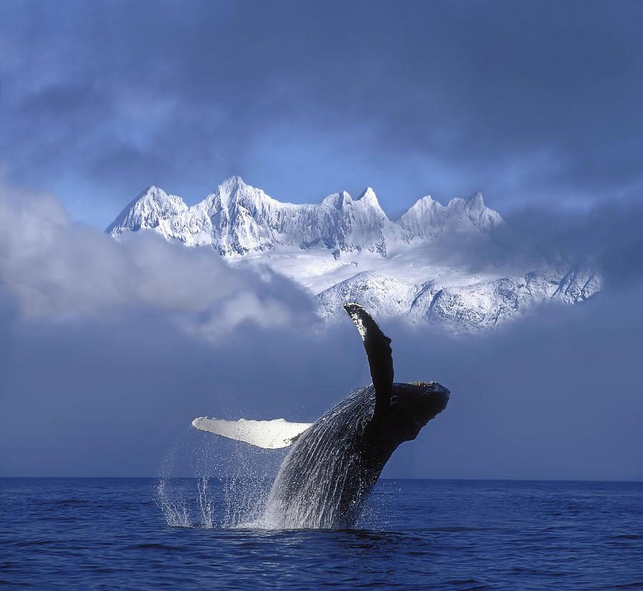 Wildlife Photograph - Humpback Whale Breaches In Clearing Fog by John Hyde