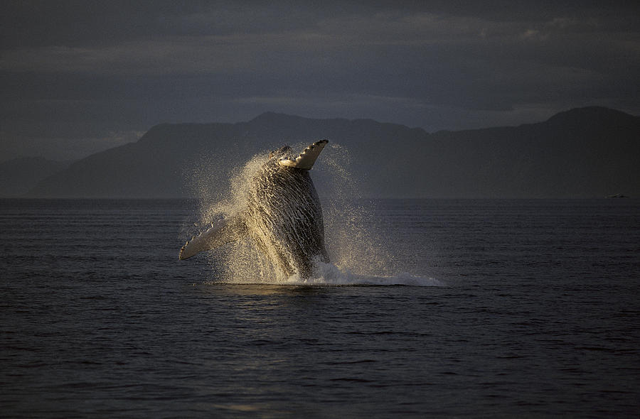 Humpback Whale Breaching Alaska Photograph by Hiroya Minakuchi