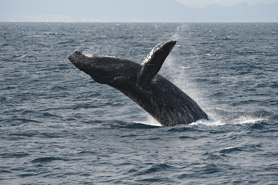 Humpback Whale Breaching Baja Photograph by Flip Nicklin