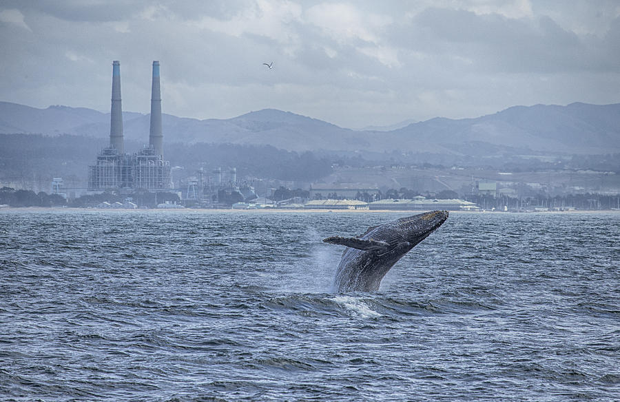 Humpback Whale Breaching by Shane Keena  Photograph by California Coastal Commission