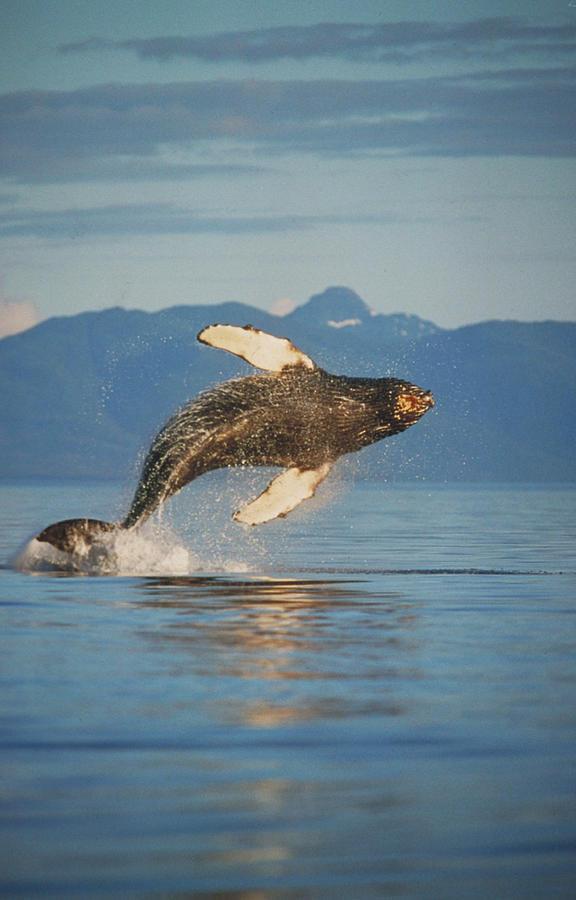 Humpback Whale Breaching Photograph by F. Stuart Westmorland