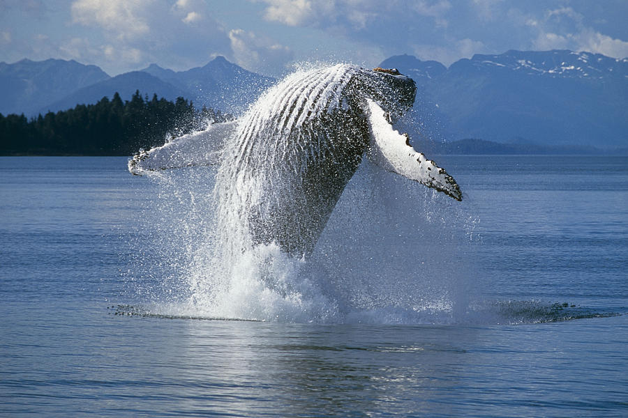 Humpback Whale Breaching Frederick Photograph by Tom Soucek