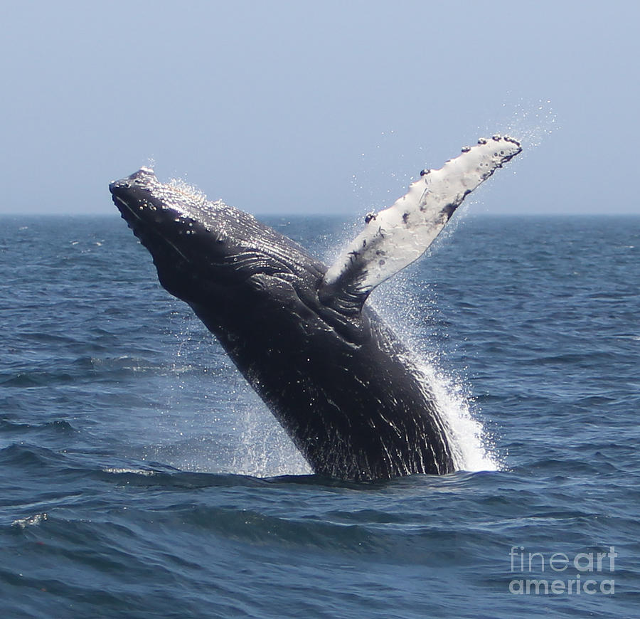 Humpback Whale Breaching Photograph by Kelly Carey