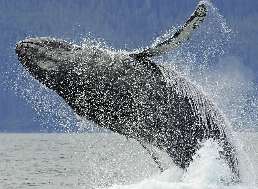 Humpback Whale Breaching Near Juneau Photograph by Nick Jans | Fine Art ...