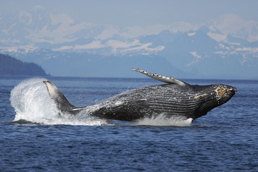 Humpback Whale Breaching Prince William Photograph by Hiroya  Minakuchi