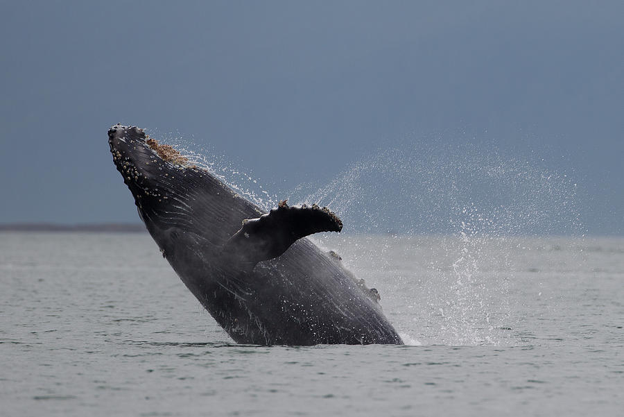 Humpback Whale Breaching Photograph by Richard Mcmanus