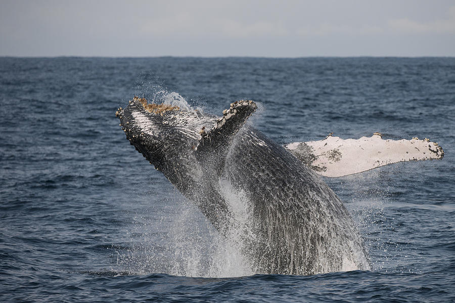 Humpback Whale Breaching South Africa Photograph by Pete Oxford
