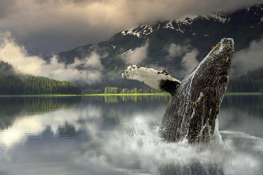 Wildlife Photograph - Humpback Whale Breaching Southeast Ak by Ron Sanford