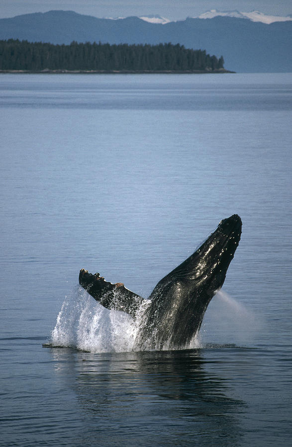 Humpback Whale Breaching Southeast Photograph by Tui De Roy