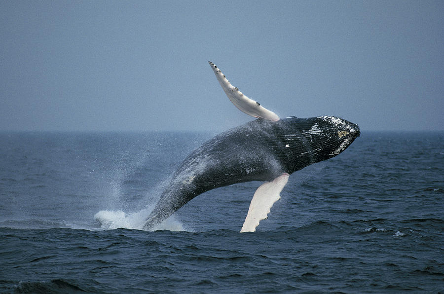 Humpback Whale Breaching Stellwagen Bank Photograph by Hiroya Minakuchi