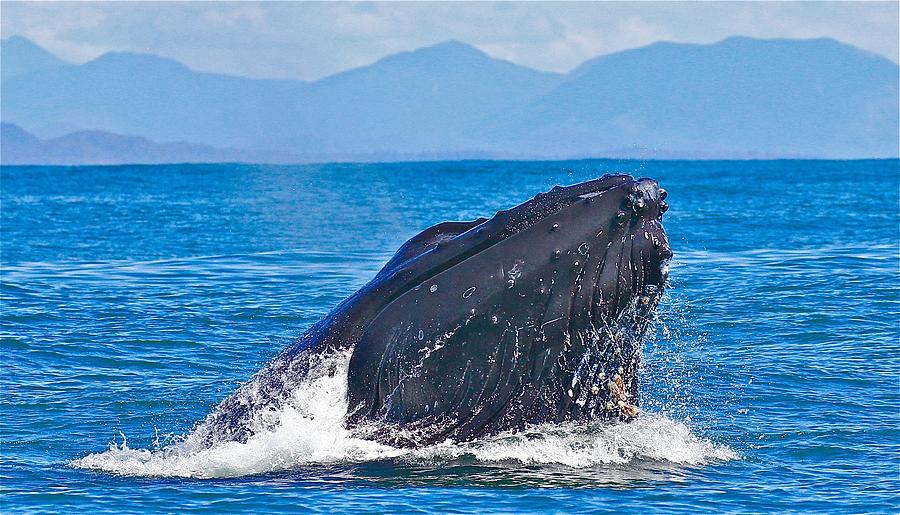 Whale Photograph - Humpback Whale by Brian Rundle