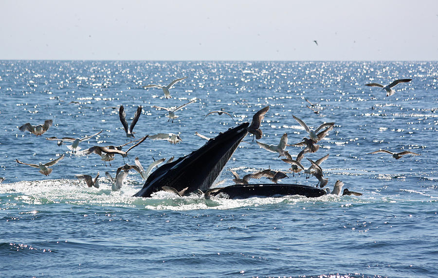 Humpback Whale Bubble Feeding Photograph by Jean Clark