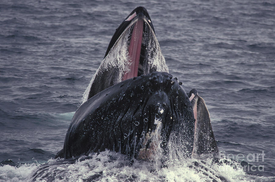 Humpback Whale Bubble Net Feeding Photograph by Ron Sanford