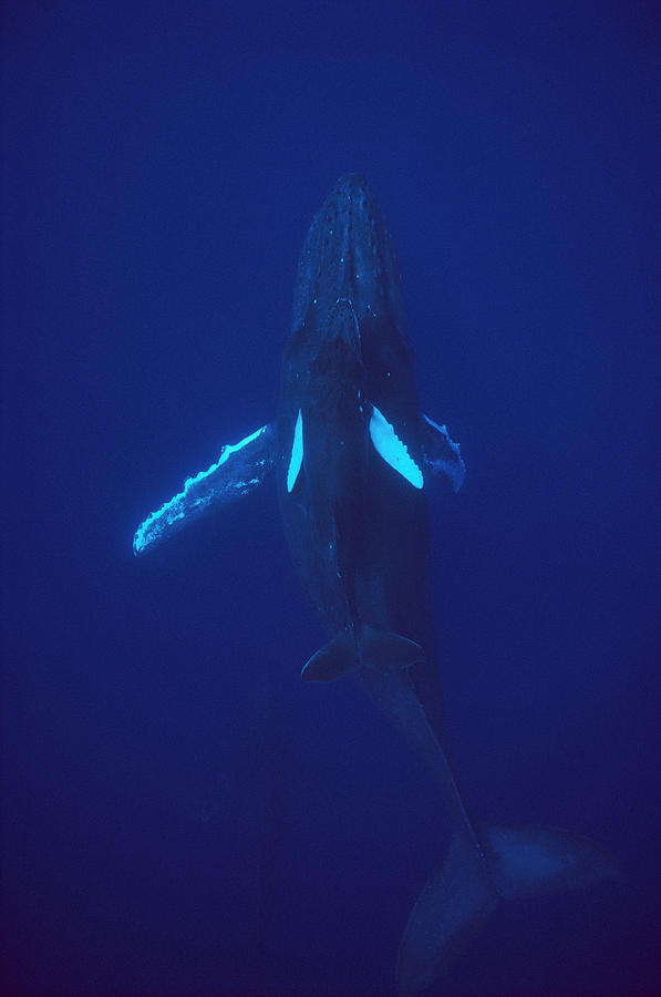 Humpback Whale Calf And Mother Hawaii Photograph by Flip Nicklin