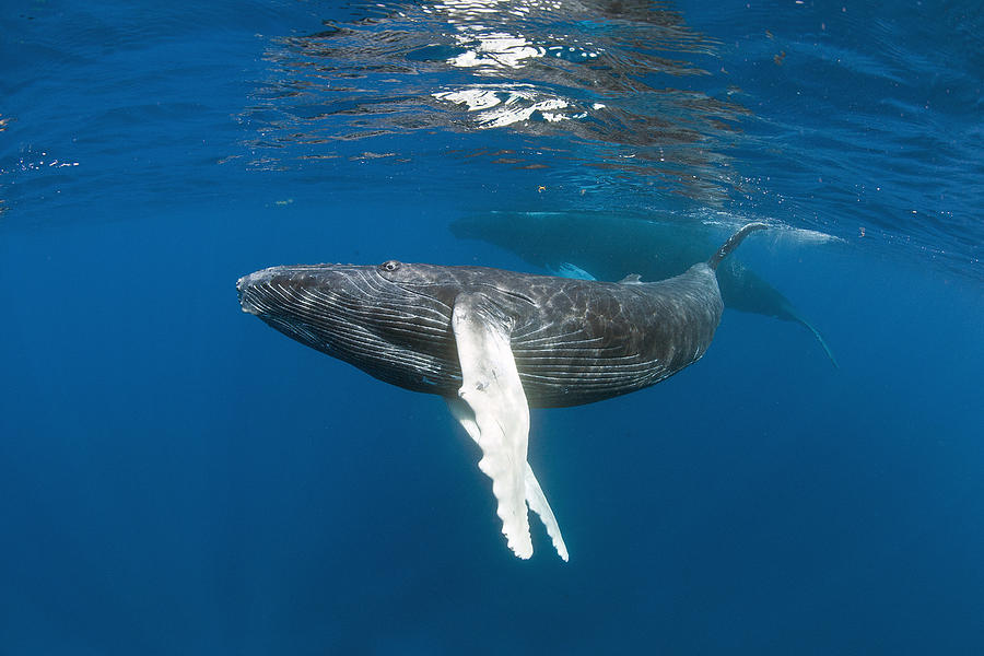 Humpback Whale Calf Photograph by Andrew J. Martinez