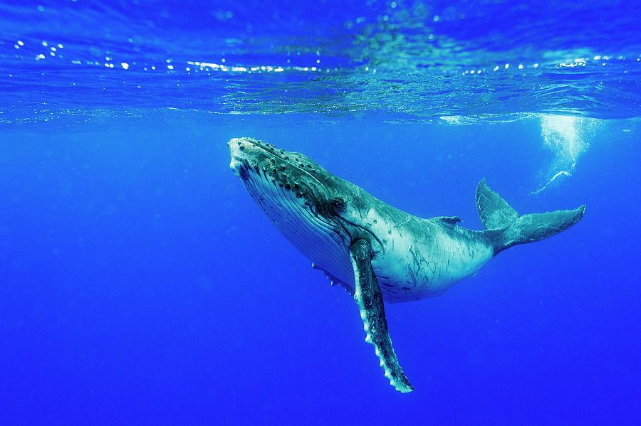 Humpback Whale Calf Photograph by Christopher Swann/science Photo Library