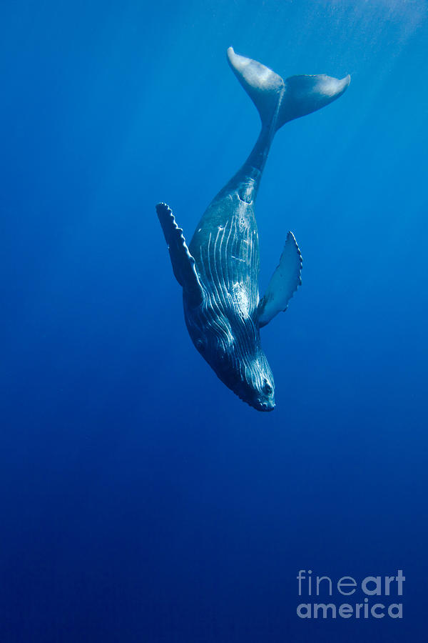 Humpback Whale Calf Photograph by David Fleetham
