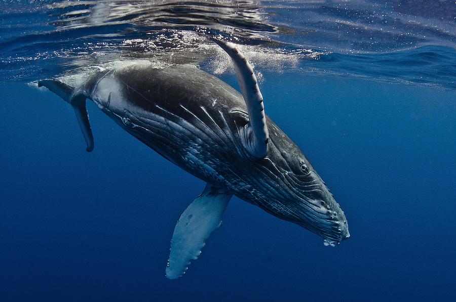 Humpback Whale Calf, Reunion Island Photograph by C??dric P??neau