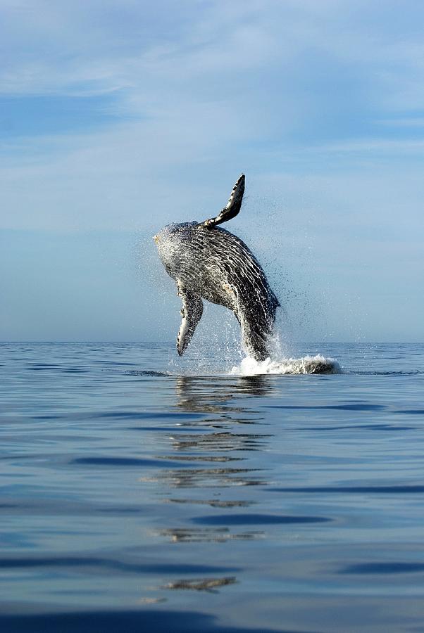 Humpback Whale Photograph by Christopher Swann/science Photo Library