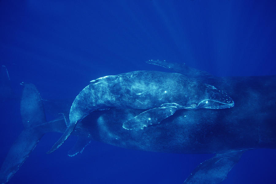Humpback Whale Cow And Calf And Male Photograph by Flip Nicklin