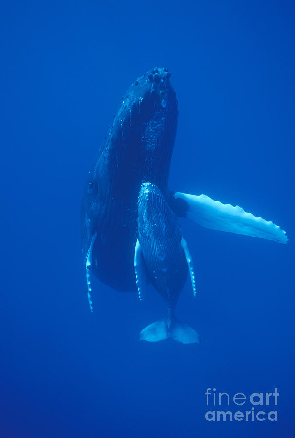 Humpback Whale And Calf Maui Hawaii Photograph by Flip Nicklin