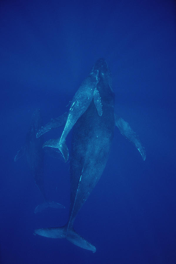 Humpback Whale Cow Calf And Escort Maui Photograph by Flip Nicklin