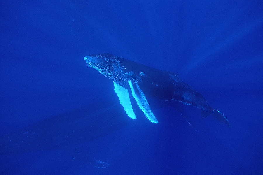 Humpback Whale Curious Calf Followed Photograph by Flip Nicklin