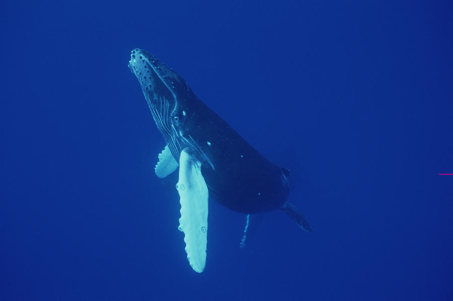 Humpback Whale Curious Calf Maui Hawaii Photograph by Flip Nicklin