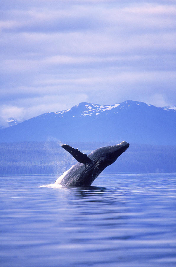 Humpback Whale Photograph by F. Stuart Westmorland