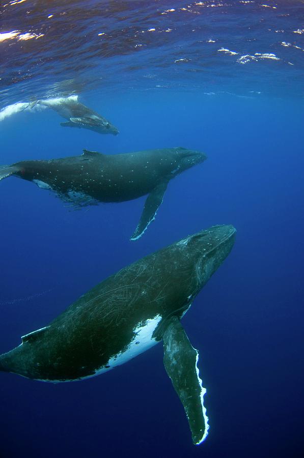 Humpback Whale Family Photograph by Jason Isley/scubazoo/science Photo ...