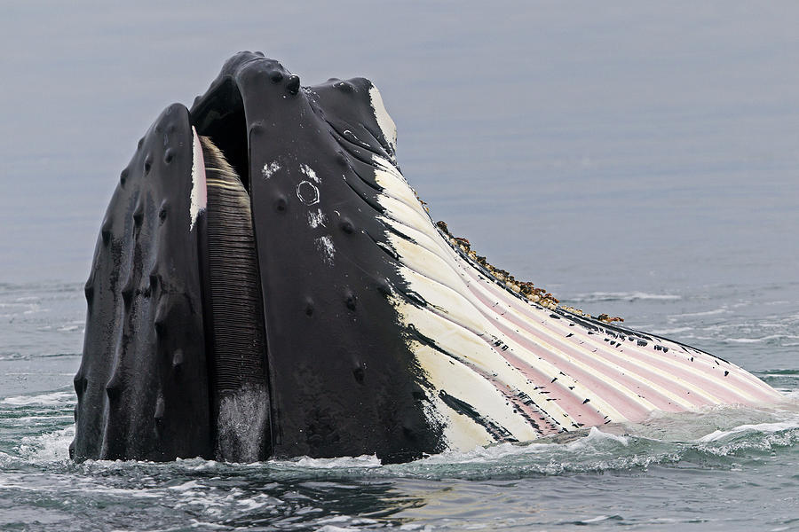 Humpback Whale Feeding Photograph by M. Watson