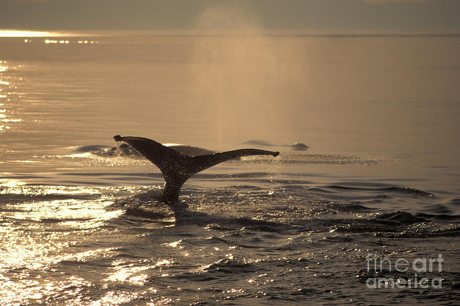 Humpback Whale Feeding Photograph by Ron Sanford