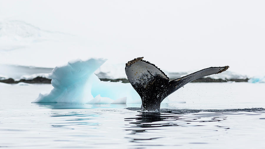 Humpback Whale Fluke, Antarctic Photograph by Andrew Peacock