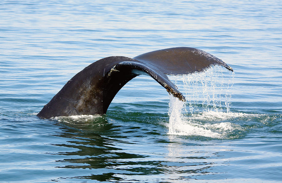 Humpback Whale fluke. Photograph by Evelyn Garcia