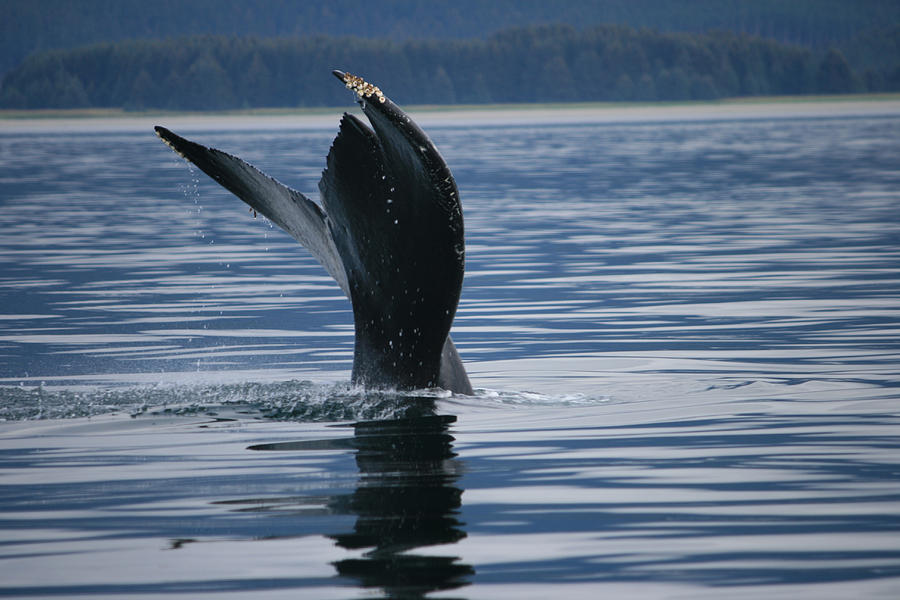 Humpback Whale Fluke Photograph by John Hannan | Fine Art America