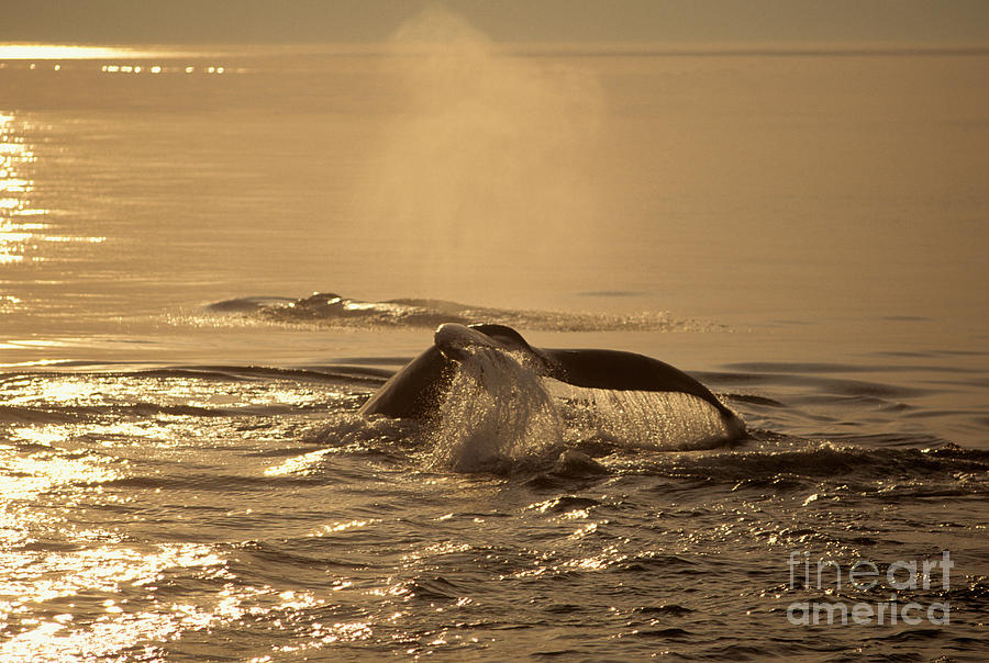 Humpback Whale Fluke Photograph by Ron Sanford