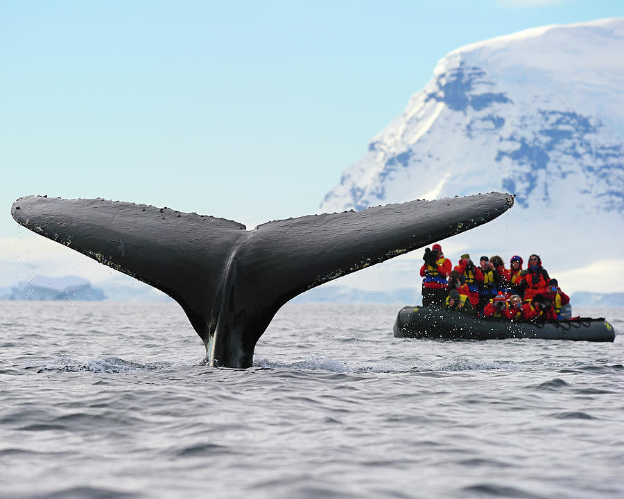 Humpback Whale Fluke  Photograph by Tony Beck